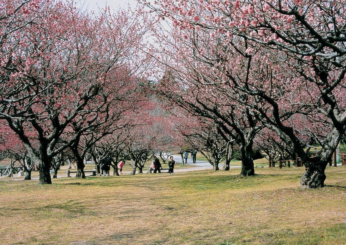 🎡 미나미 공원(미나미 코엔) 이미지 6